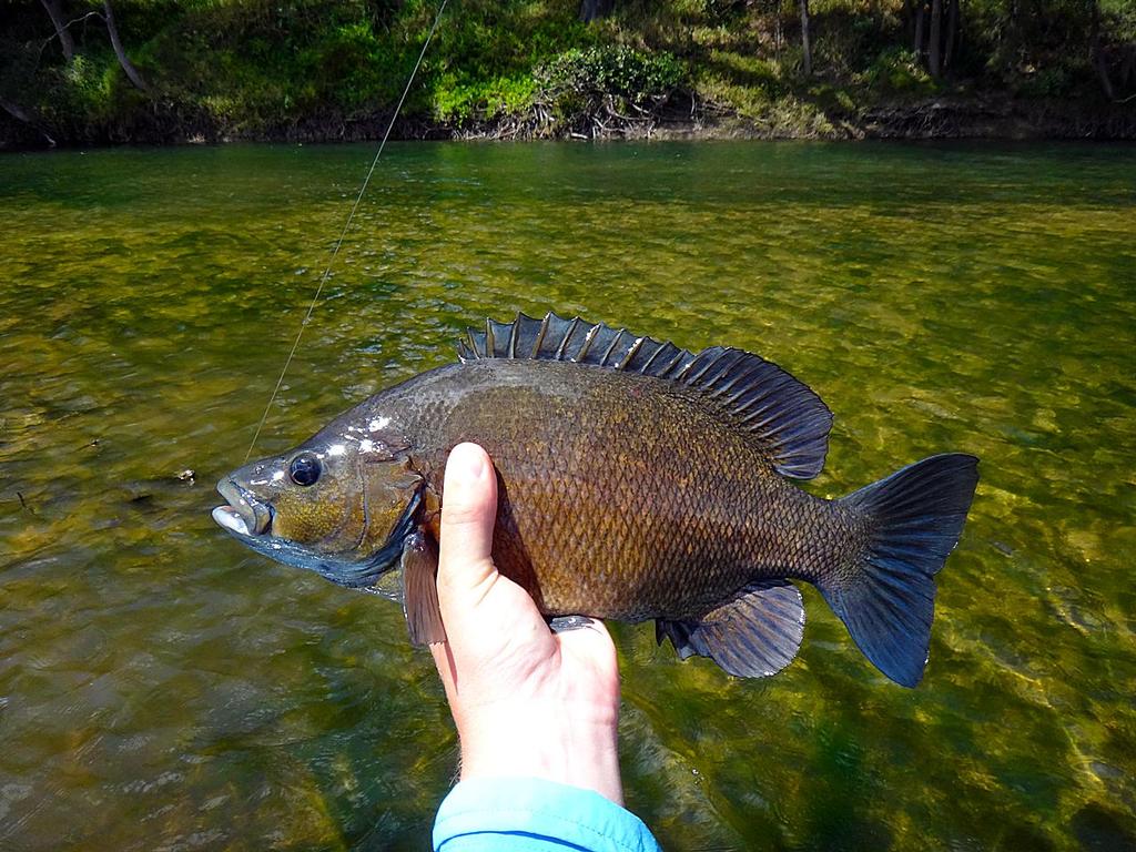 Lee caught this nice sooty from the deep edge in the background.  Sooty grunter love a sharp, steep bank. © Lee Brake